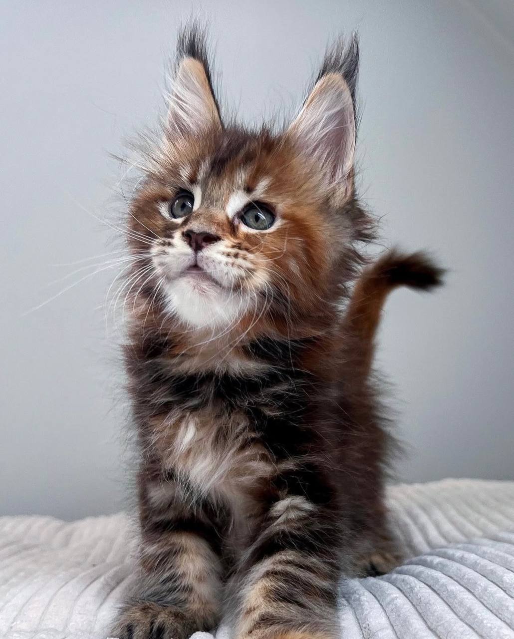 DIVA