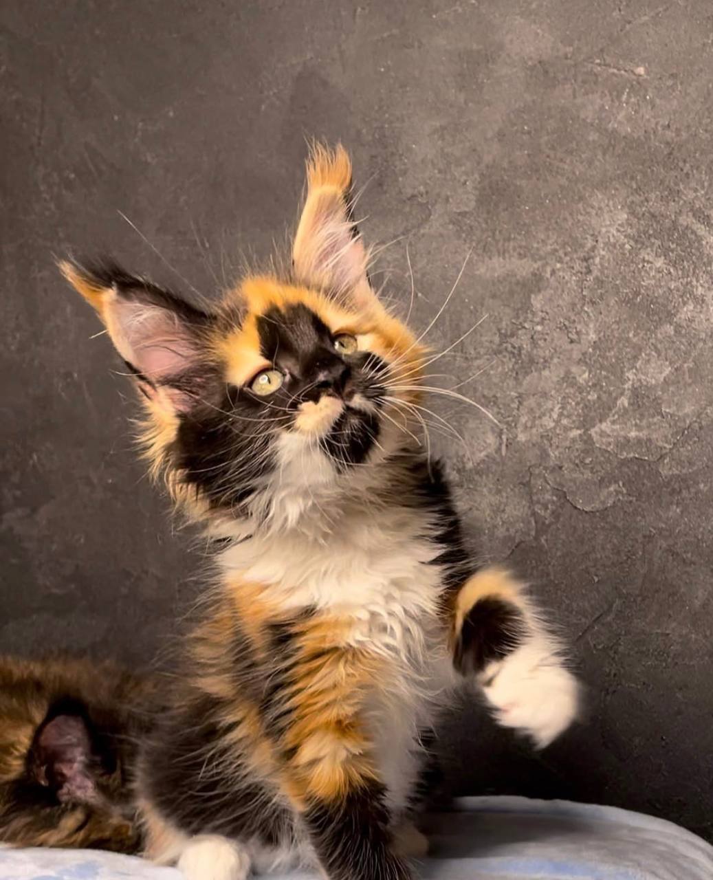 LOKI