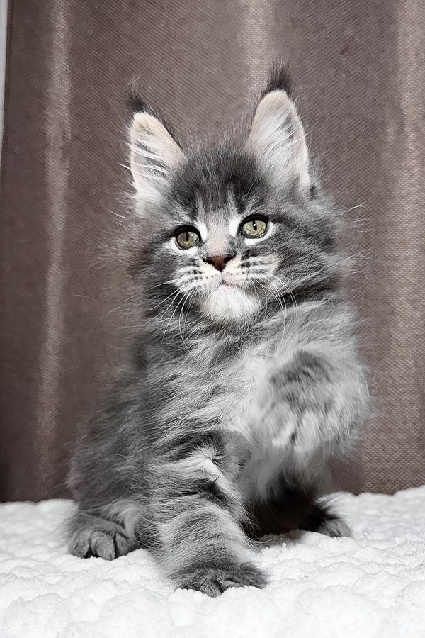 MOLLY