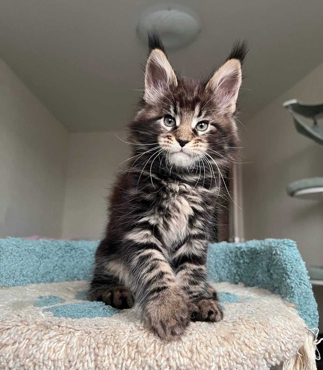 OSCAR