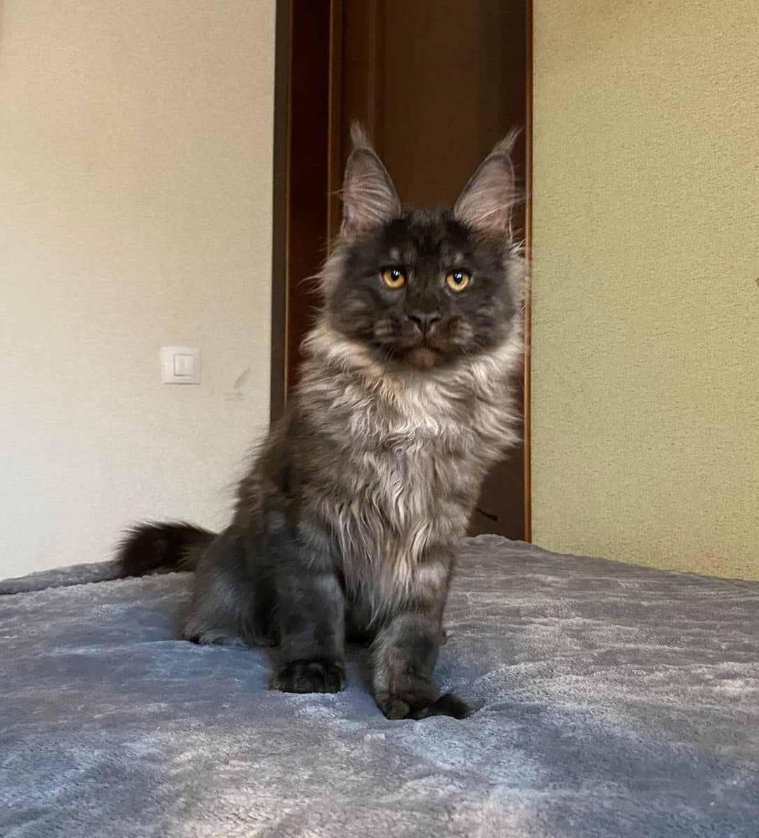 ROMEO