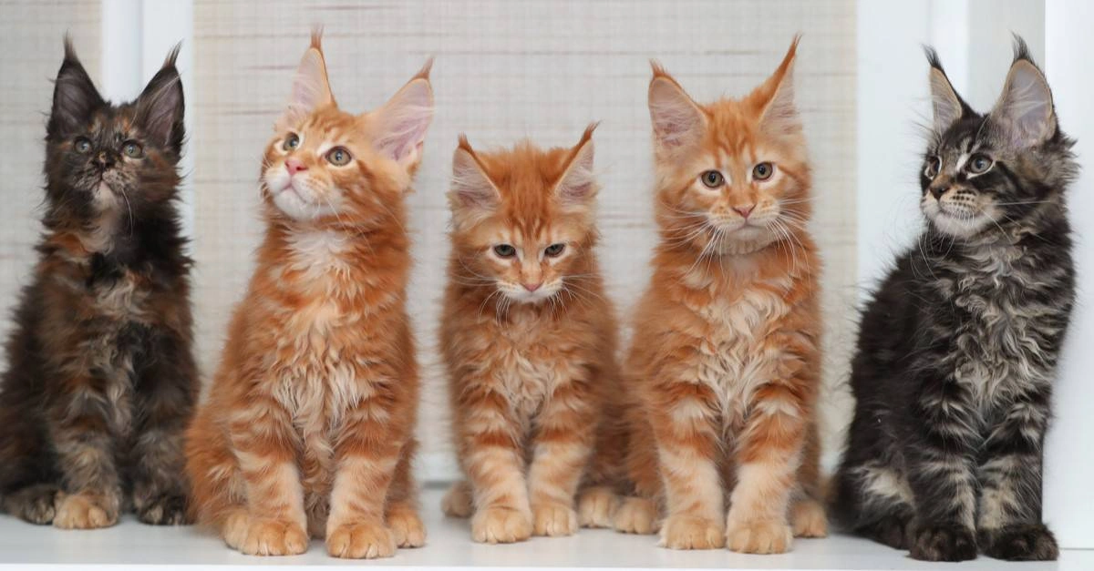 Maine Coon kitten portrait