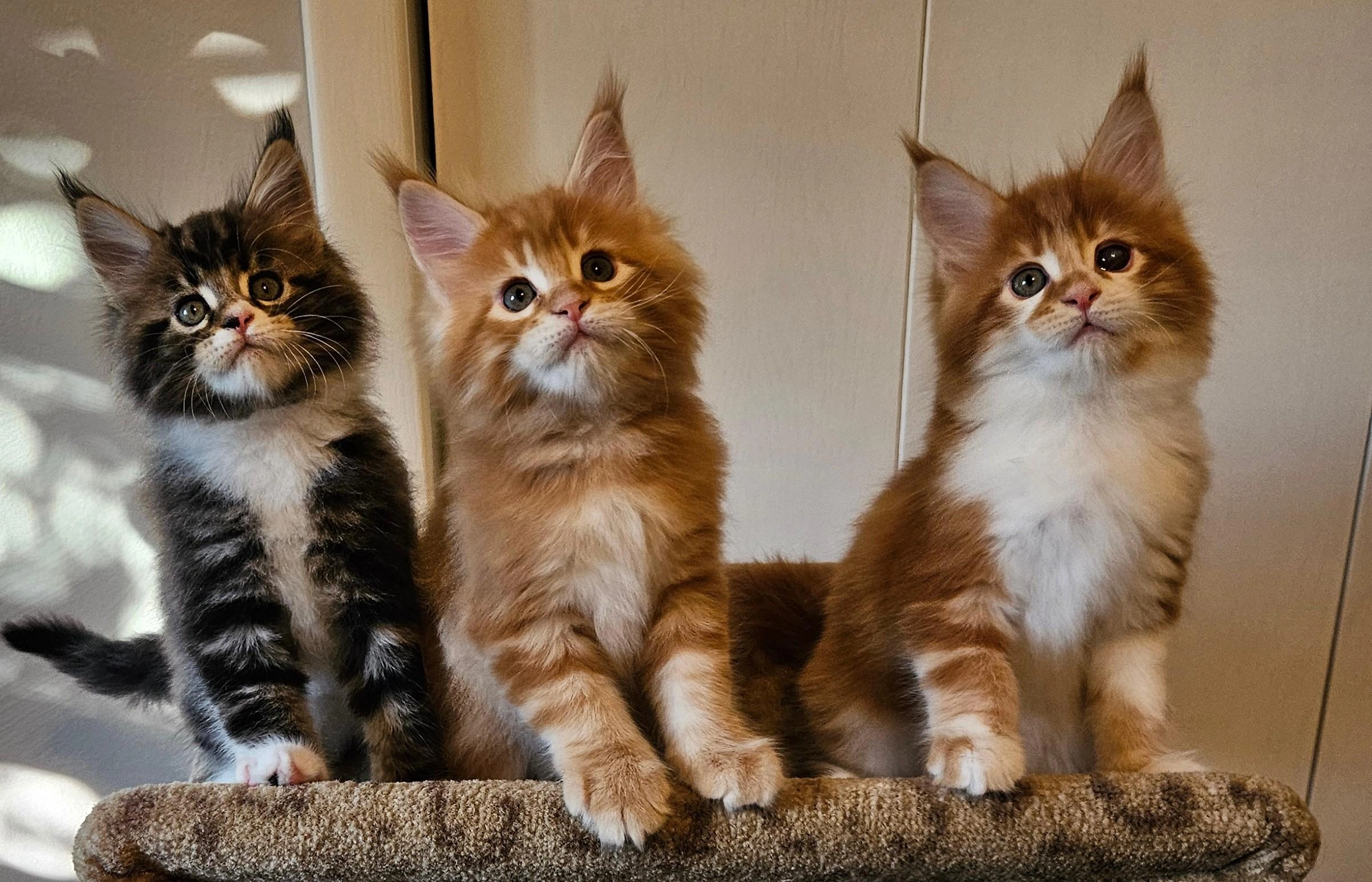 Maine Coon kitten with rich coat detail