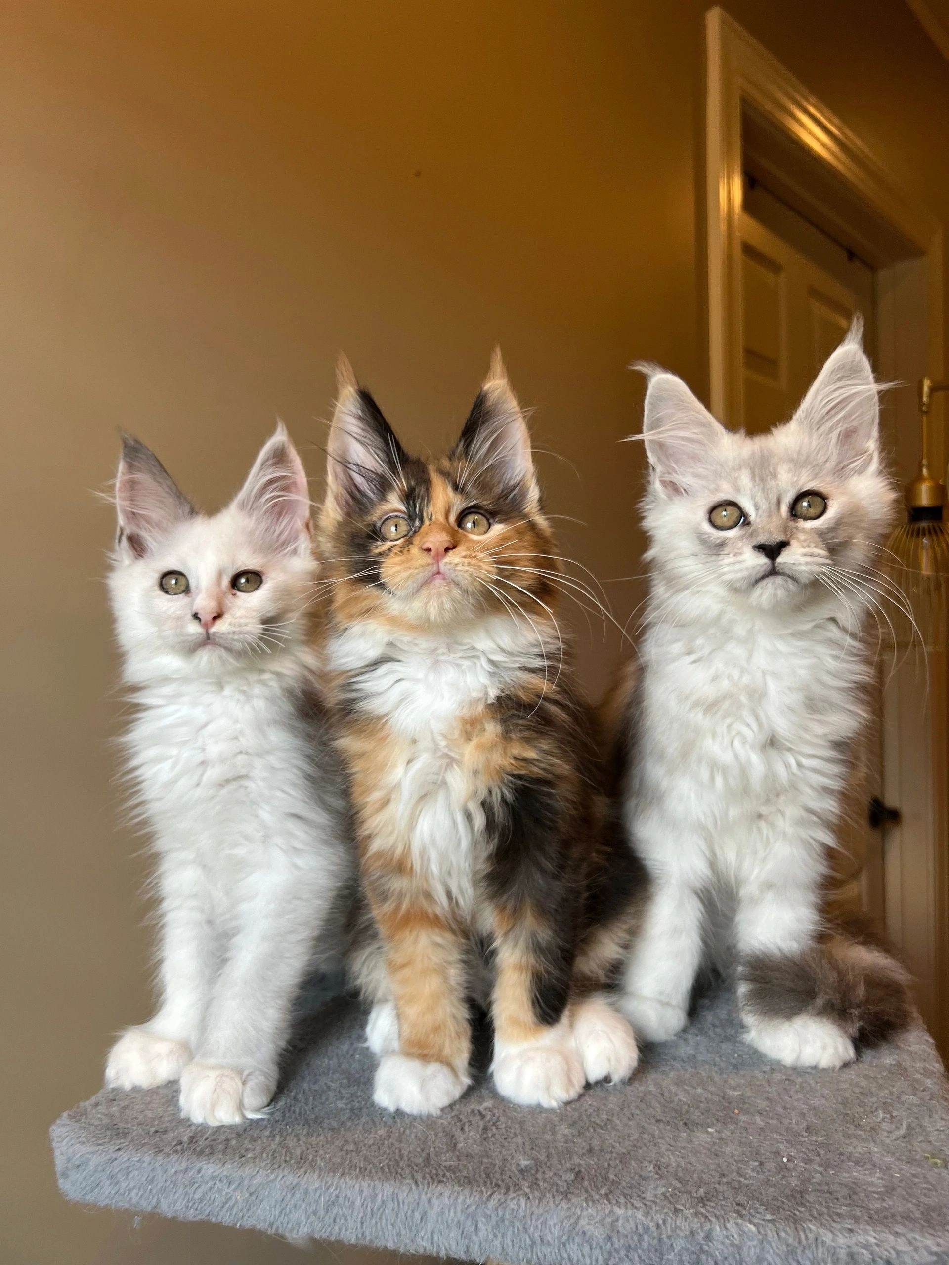 Maine Coon kitten looking toward the camera