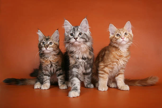 Maine Coon kitten resting comfortably