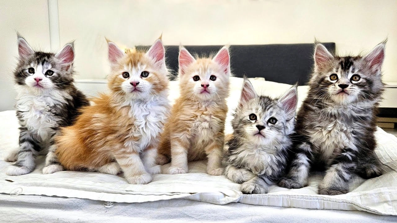 Maine Coon kitten in a home setting