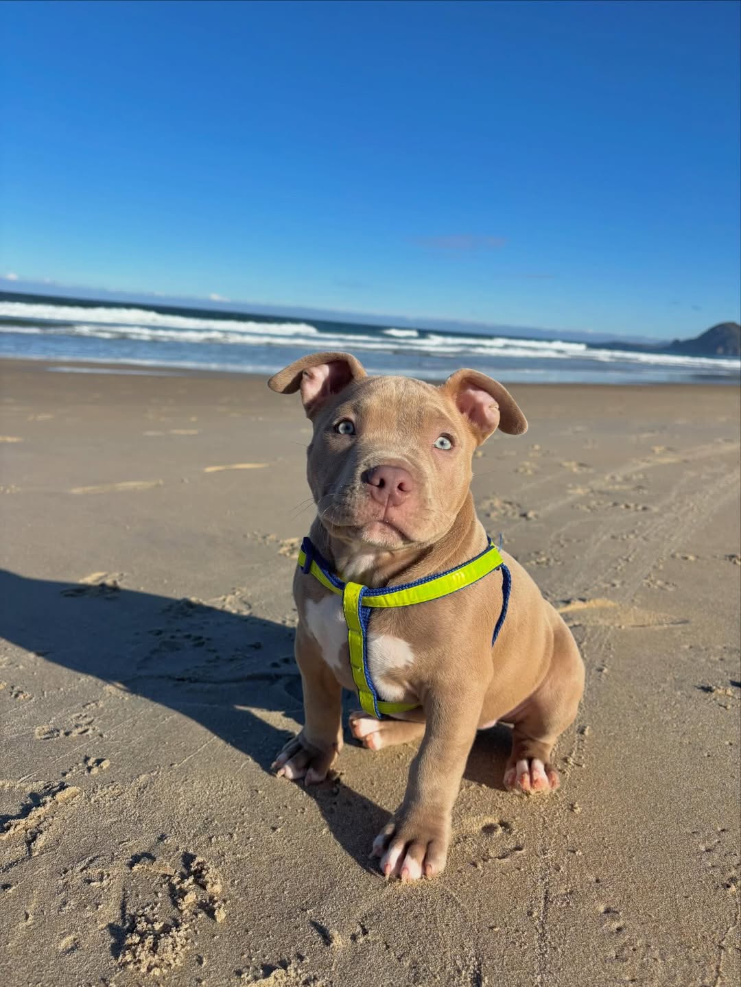 Pitbull Welpen