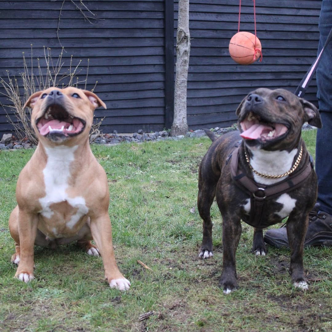 Amstaff Welpen fuer Familie und Alltag