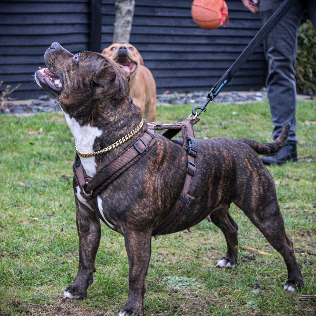 Pitbull Welpen mit Charakter und Substanz