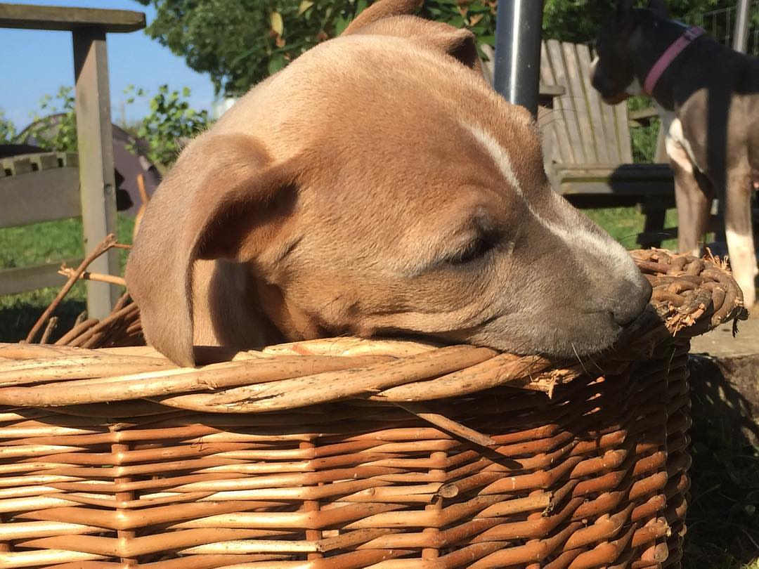Amstaff Welpen